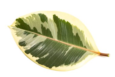 Ficus elastica yaprağı beyaz arkaplanda izole edildi