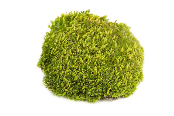 Beyaz arkaplanda yeşil yosun izole edildi