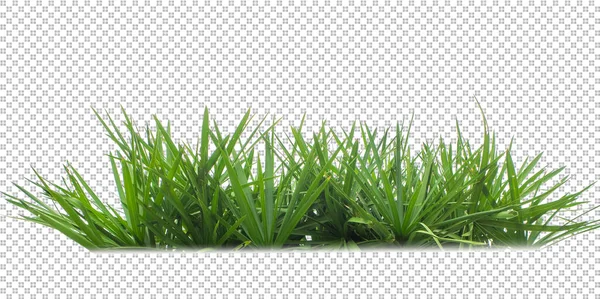 透明背景下的草 — 图库照片