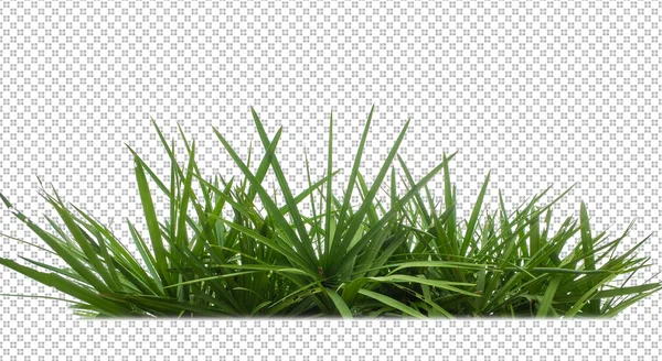 Grass Transparent Background — Stock Photo, Image