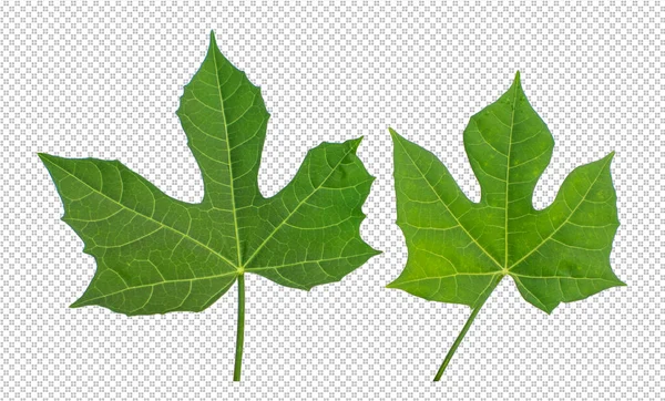 Leaves Transparent Background — Stock Photo, Image