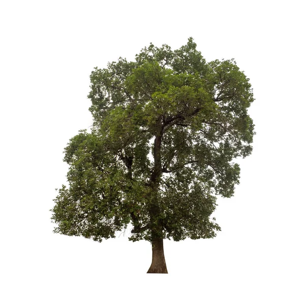 Дерево Ізольоване Білому Тлі Підходить Друку Веб Сторінок — стокове фото