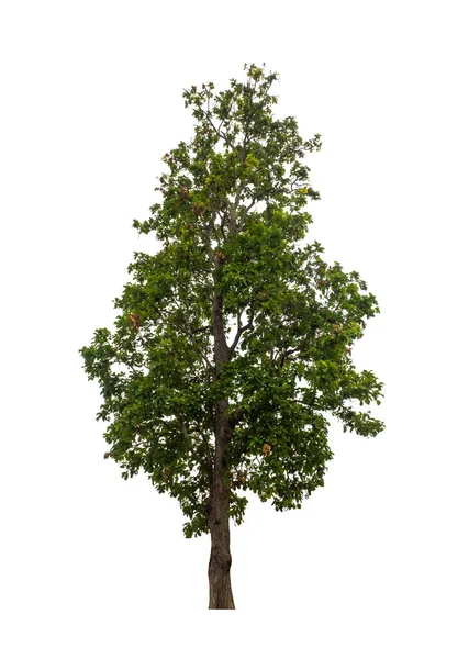 Pohon Yang Terisolasi Pada Latar Belakang Putih Cocok Untuk Mencetak — Stok Foto