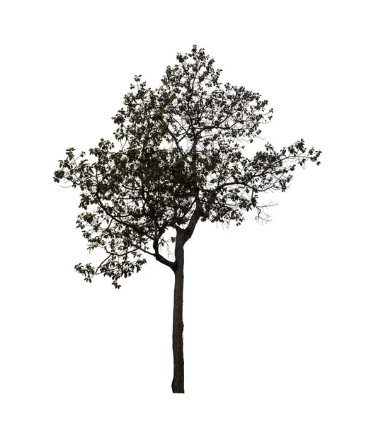 Bäume Die Auf Weißem Hintergrund Isoliert Sind Eignen Sich Sowohl — Stockfoto