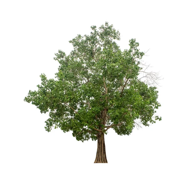 Tree Isolated White Background Suitable Both Printing Web Pages — Stock Photo, Image
