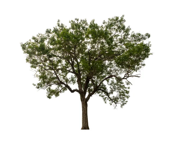 Дерево Изолированное Белом Фоне Подходит Печати Веб Страниц — стоковое фото