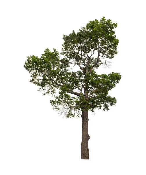 Copacul Care Este Izolat Fundal Alb Este Potrivit Atât Pentru — Fotografie, imagine de stoc