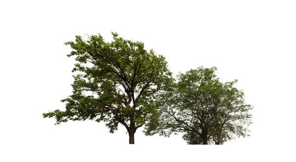 Pohon Yang Terisolasi Pada Latar Belakang Putih Cocok Untuk Mencetak — Stok Foto