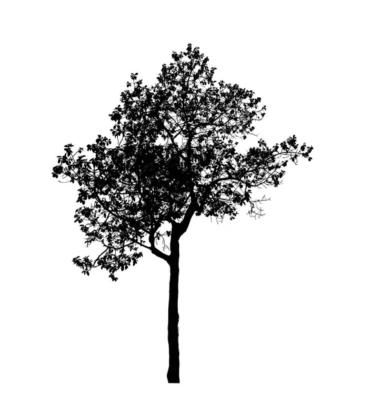 Baumsilhouette Für Pinsel Auf Weißem Hintergrund — Stockfoto