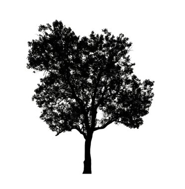Beyaz arkaplandaki fırça için izole ağaç silueti.