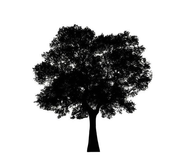 白い背景にブラシのための孤立した木のシルエット — ストック写真