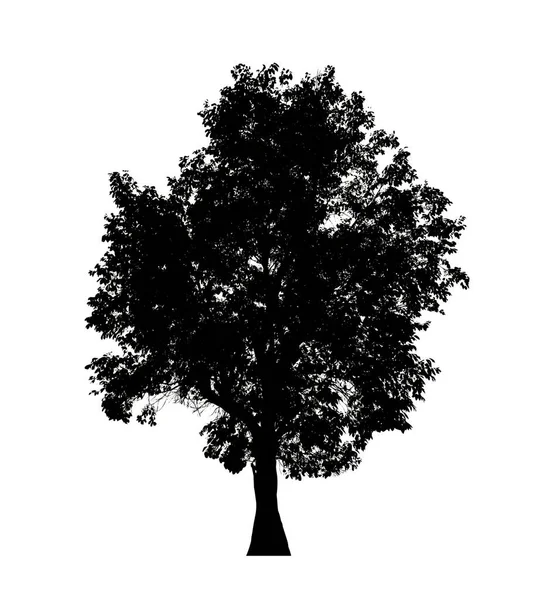 Izolovaný Strom Silueta Pro Štětec Bílém Pozadí — Stock fotografie