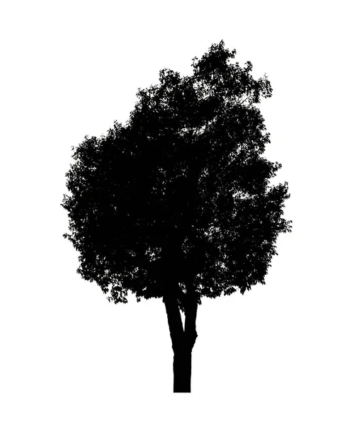 Sílhueta Árvore Isolada Para Escova Fundo Branco — Fotografia de Stock