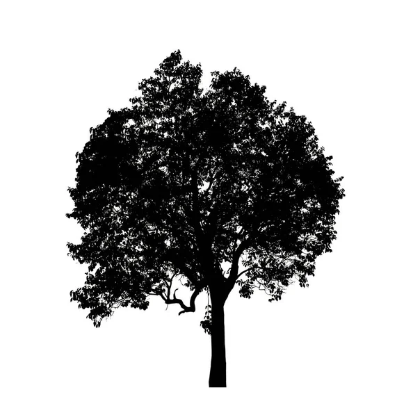 Sílhueta Árvore Isolada Para Escova Fundo Branco — Fotografia de Stock