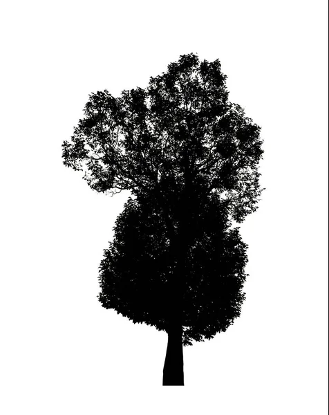 Μεμονωμένη Σιλουέτα Δέντρου Για Πινέλο Λευκό Φόντο — Φωτογραφία Αρχείου