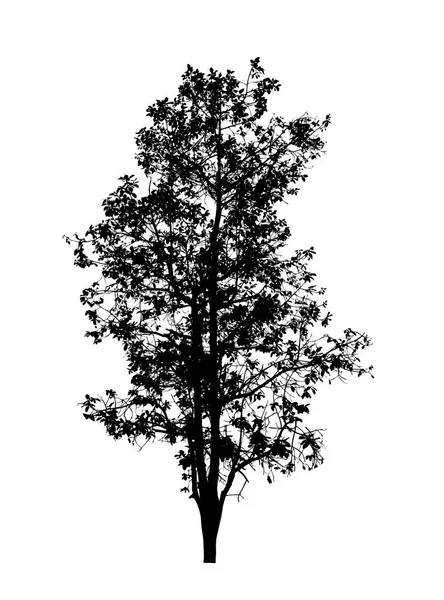 Изолированный Силуэт Дерева Кисти Белом Фоне — стоковое фото