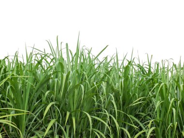 Sugar cane isolated on white background and cliping path