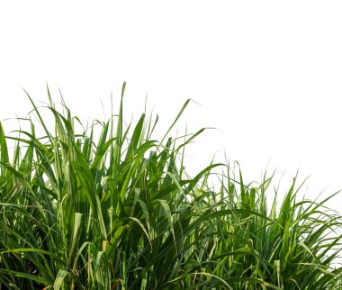 Sugar cane isolated on white background and cliping path