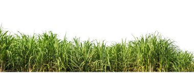 Sugar cane isolated on white background and cliping path clipart