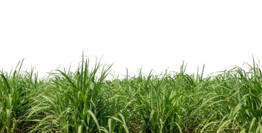Sugar cane isolated on white background and cliping path