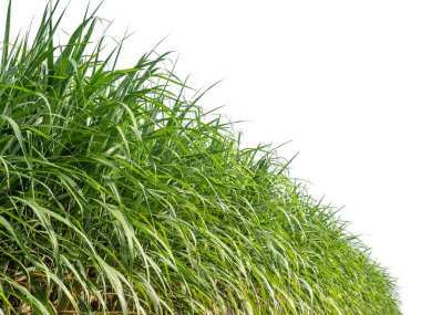 Sugar cane isolated on white background and cliping path clipart