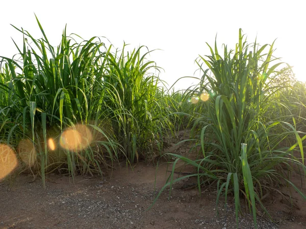 stock image Sugar cane isolated on white background and cliping path