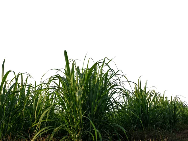 Sugar Cane Isolated White Background Cliping Path — Stok fotoğraf