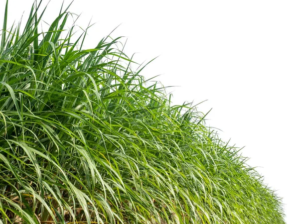 Sugar Cane Isolated White Background Cliping Path — Foto Stock