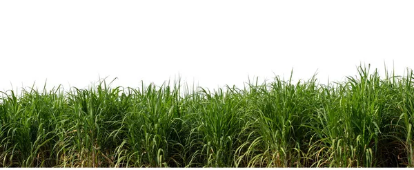Sugar Cane Isolated White Background Cliping Path — Foto Stock