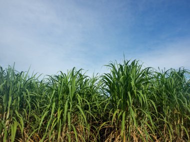 Sugarcane field at sunrise. Aerial view or top view of Sugarcane or agriculture in Thailand.