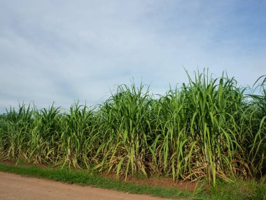 Sugarcane field at sunrise. Aerial view or top view of Sugarcane or agriculture in Thailand.