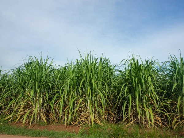 Sugarcane field at sunrise. Aerial view or top view of Sugarcane or agriculture in Thailand.