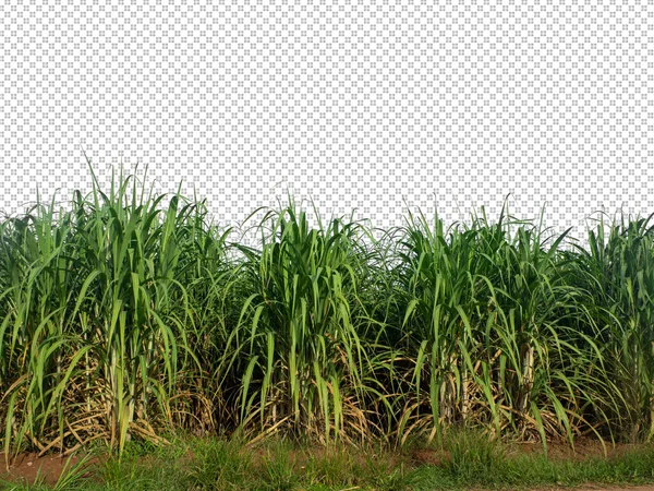 Sugar Cane Transparent Picture Background Clipping Path — Stockfoto