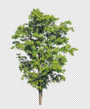 Siyah arkaplanda alfa kanalı ve kırpma yolu olan şeffaf resim arkaplanı üzerindeki ağaç