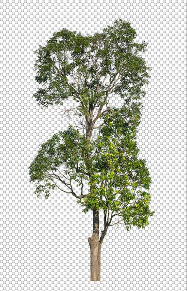 Baum Auf Transparentem Bildhintergrund Mit Clipping Pfad Und Alphakanal Auf — Stockfoto