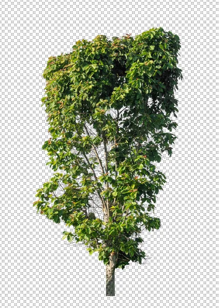 Дерево Прозрачном Фоне Изображения Контуром Обрезки Альфа Каналом — стоковое фото