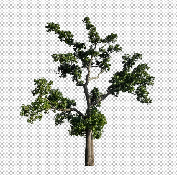 Strom Průhledném Pozadí Obrázku Oříznutou Cestou Alfa Kanálem Černém Pozadí — Stock fotografie