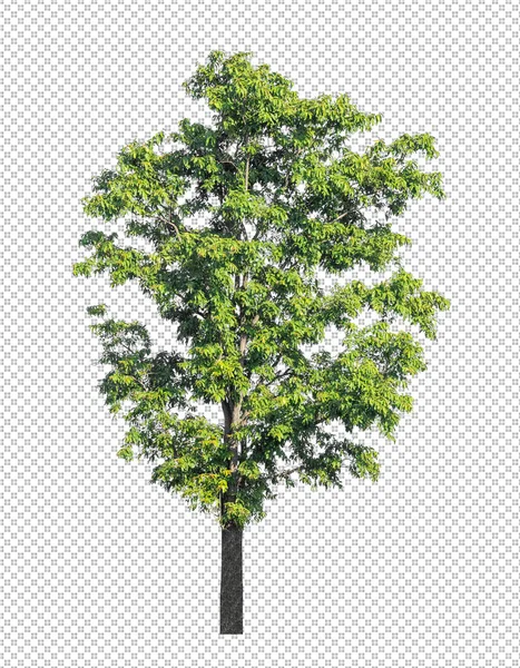 Träd Transparent Bild Bakgrund Med Klippning Väg Och Alfakanal Svart — Stockfoto