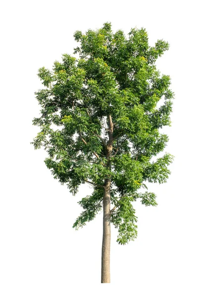 Árvore Que São Isolados Fundo Branco São Adequados Para Impressão — Fotografia de Stock