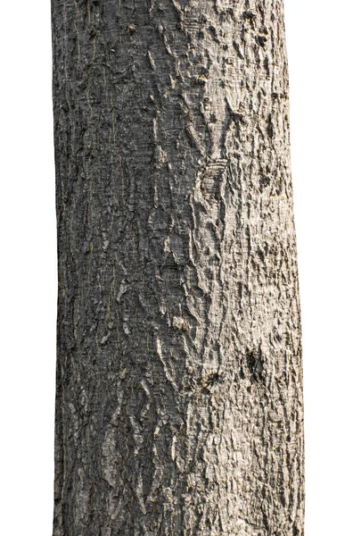 Beyaz Arka Planda Izole Edilmiş Bir Ağacın Gövdesi — Stok fotoğraf