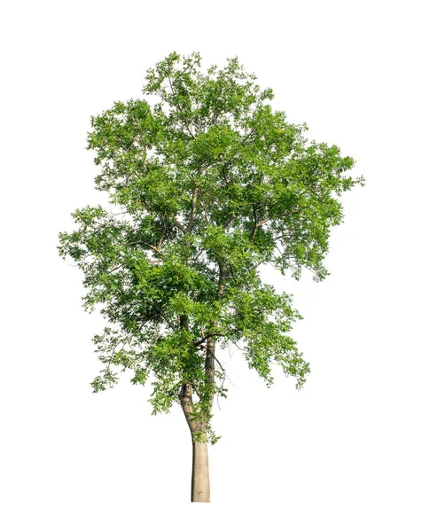 Δέντρο Που Απομονώνονται Λευκό Φόντο Είναι Κατάλληλο Τόσο Για Εκτύπωση — Φωτογραφία Αρχείου