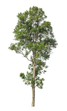 Beyaz arkaplanda izole edilmiş ağaç hem yazdırma hem de web sayfaları için uygundur