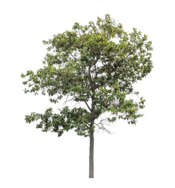 Beyaz arkaplanda izole edilmiş ağaç hem yazdırma hem de web sayfaları için uygundur