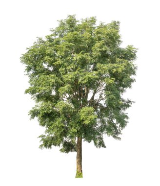 Beyaz arkaplanda izole edilmiş ağaç hem yazdırma hem de web sayfaları için uygundur