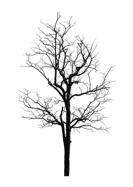 Мертве Дерево Ізольоване Білому Тлі Підходить Друку Веб Сторінок — стокове фото