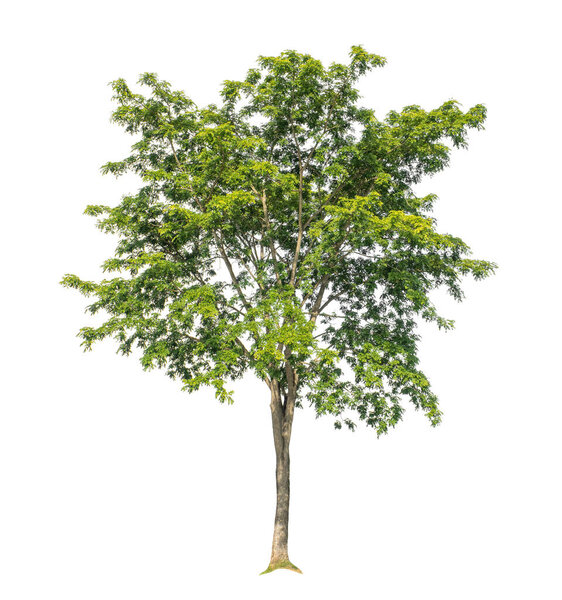 Tree that are isolated on a white background are suitable for both printing and web pages