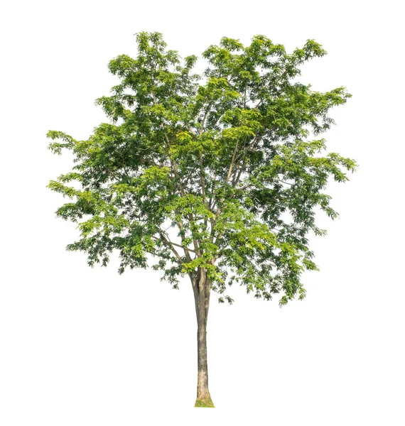 Beyaz Arkaplanda Izole Edilmiş Ağaç Hem Yazdırma Hem Web Sayfaları — Stok fotoğraf