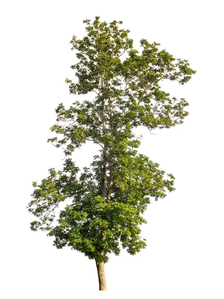 Árvore Que São Isolados Fundo Branco São Adequados Para Impressão — Fotografia de Stock