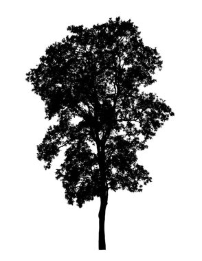 Beyaz arkaplanda fırça için ağaç silueti.