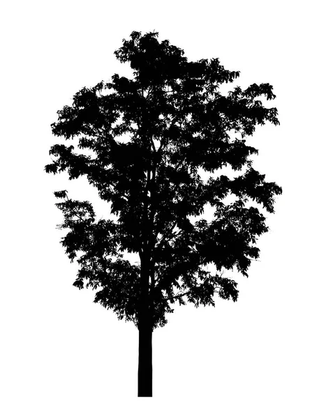 白地に孤立した木の幹 — ストック写真